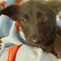 Thumbnail photo of Delta #2