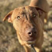 Thumbnail photo of Coco #2