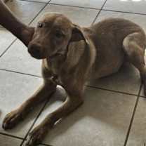 Thumbnail photo of Coco #4