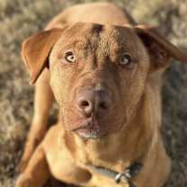 Thumbnail photo of Coco #1