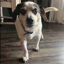 Thumbnail photo of Buster~ #3