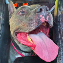 Thumbnail photo of Irondale #4