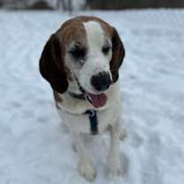 Thumbnail photo of Boone #1