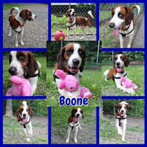 Thumbnail photo of Boone #2