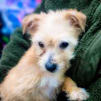 Thumbnail photo of Francis #1