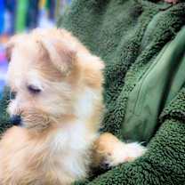 Thumbnail photo of Francis #2