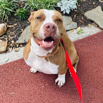 Thumbnail photo of Brooklyn Baby the Sweetest Girl #2