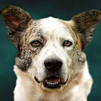 Thumbnail photo of Dash #1