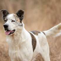 Thumbnail photo of Dash #2