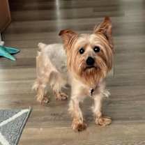 Thumbnail photo of Rocky is very sweet! #2