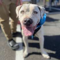 adopt-pet