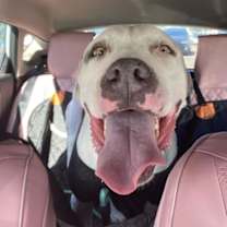 Thumbnail photo of OLAF #2