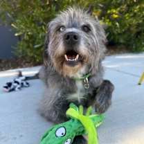 Thumbnail photo of Gigi #1