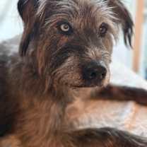 Thumbnail photo of Gigi #4