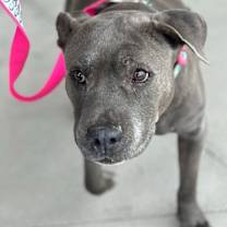 adopt-pet