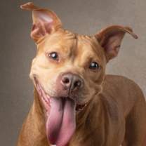 Thumbnail photo of Canela - F #2