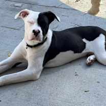 Thumbnail photo of Snagglefoot #1