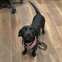 Thumbnail photo of Scarlet #1