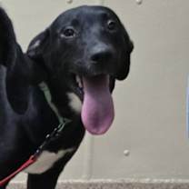 Thumbnail photo of Shay #1