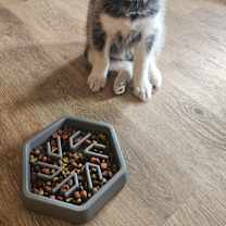 Thumbnail photo of Ryker (Pending Adoption) #1