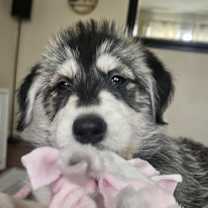 Thumbnail photo of Ryker (Pending Adoption) #2
