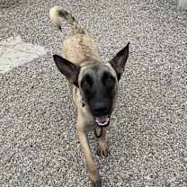 Thumbnail photo of IZZY #1