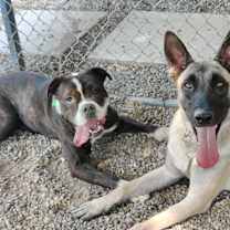 Thumbnail photo of IZZY #3