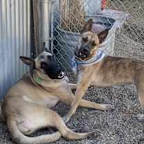 Thumbnail photo of IZZY #4