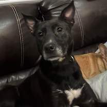 Thumbnail photo of Dixxie #4