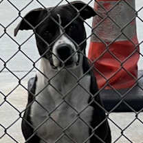 Thumbnail photo of Candie #2