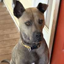 Thumbnail photo of Rufus Rockstar **Home for the Holidays 1/2 price! #1