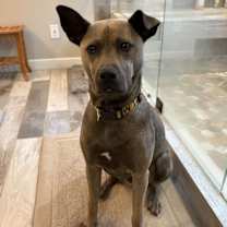 Thumbnail photo of Rufus Rockstar **Home for the Holidays 1/2 price! #2