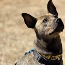 Thumbnail photo of Rufus Rockstar **Home for the Holidays 1/2 price! #4