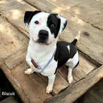 Thumbnail photo of Biscuit #1