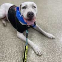 Thumbnail photo of OLAF #3