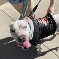 Thumbnail photo of OLAF #4