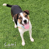 Thumbnail photo of Cami #3