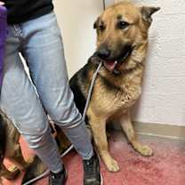 adopt-pet
