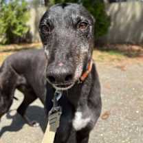 Thumbnail photo of Rolo #3