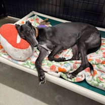 Thumbnail photo of Rolo #4