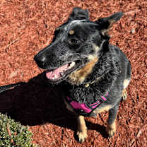 Thumbnail photo of Sadie #1