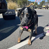 Thumbnail photo of Sadie #3