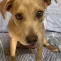 Thumbnail photo of Phoebe #4