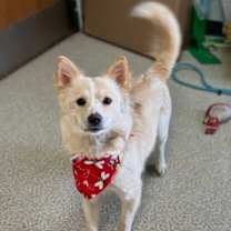Thumbnail photo of Bailey #1