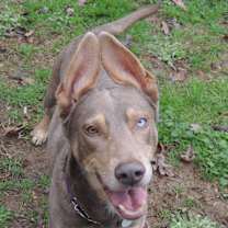 Thumbnail photo of Honey #1