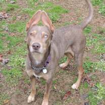 Thumbnail photo of Honey #3