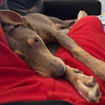 Thumbnail photo of Honey #4