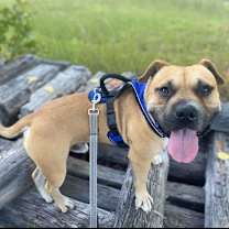 Thumbnail photo of Kelo in Martinsville VA #1