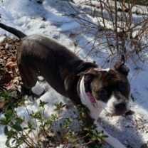 Thumbnail photo of Coco #4