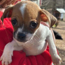 Thumbnail photo of Snowflake #1